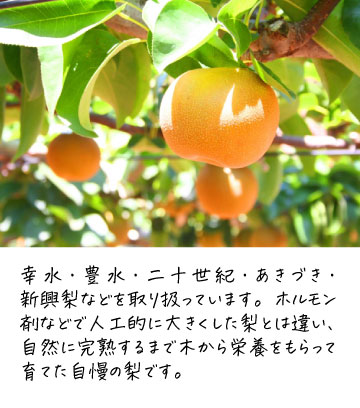 幸水・豊水・二十世紀・あきづき・新興梨などを取り扱っています。ホルモン剤などで人工的に大きくした梨とは違い、自然に完熟するまで木から栄養をもらって育てた自慢の梨です。