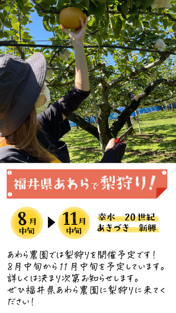 あわら農園では梨狩りを開催予定です。！8月中旬から11月中旬を予定しています。詳しくは決まり次第お知らせします。ぜひ福井県あわら農園に梨狩りに来てください！